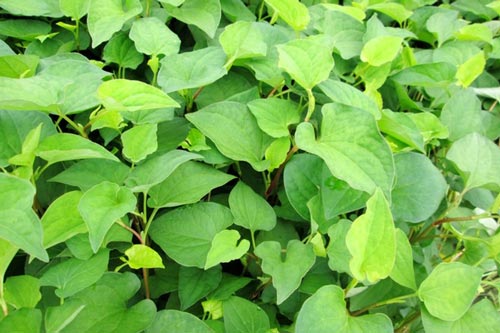 Trị mụn, mờ vết thâm từ các loại rau củ thường ngày