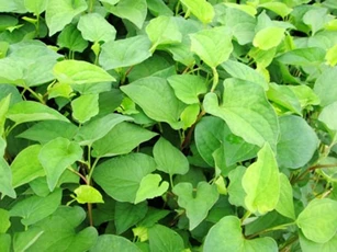 Trị mụn, mờ vết thâm từ các loại rau củ thường ngày