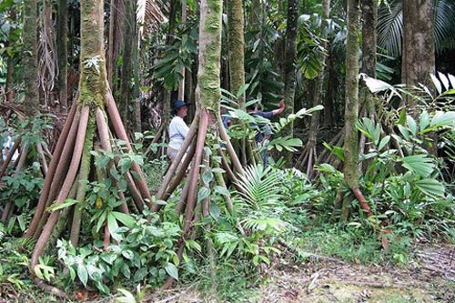 Bí ẩn loài cây có khả năng 'đi bộ' duy nhất trên thế giới