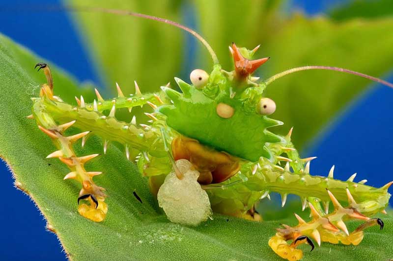 Top 10 loại côn trùng có hình thù kỳ quái nhất thế giới