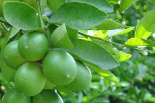 Lá chanh: Vị thuốc Đông y có tác dụng kỳ diệu