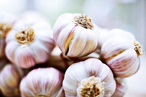 Bảo quản tỏi cả năm không mốc hỏng hay mọc mầm bằng 1 cách đơn giản