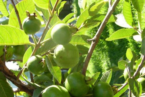 Khám phá công dụng chữa bệnh tuyệt vời từ ổi