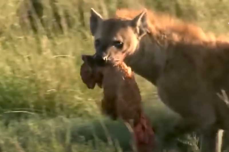 CLIP: Sư tử con bỏ mạng dưới hàm răng sắc nhọn của linh cẩu