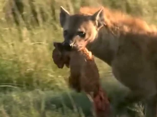 CLIP: Sư tử con bỏ mạng dưới hàm răng sắc nhọn của linh cẩu