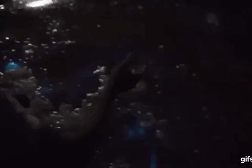 Bí ẩn vùng biển cứ chạm vào là phát ánh sáng màu xanh lam kỳ diệu