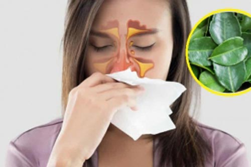 Loại lá rẻ tiền giúp trị viêm mũi, viêm xoang hiệu quả, cách làm rất đơn giản nhưng không phải ai cũng biết