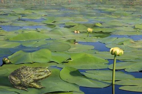 Nam Cực là nơi sinh sống của ếch trước khi hoá băng giá lạnh lẽo