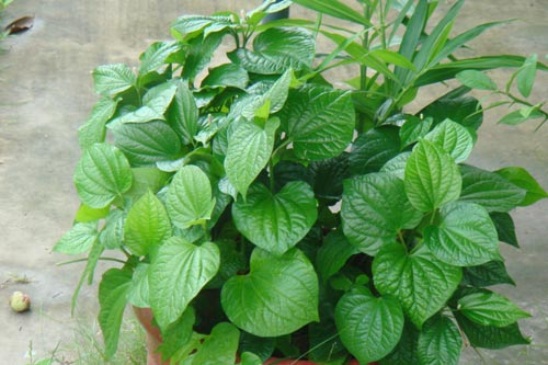 Cách trồng và chăm sóc cây lá lốt trong chậu