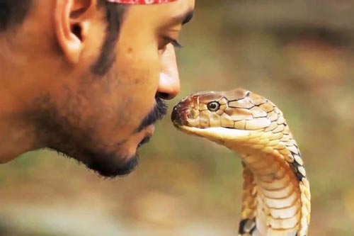 Vì sao 'vũ khí giết người' của loài rắn quý hơn vàng?