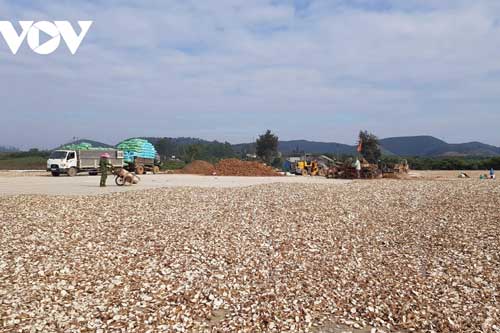 Các đại lý tăng giá thu mua ngô, sắn, nông dân Sơn La phấn khởi