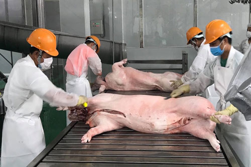 Giá thịt lợn có 'leo thang' dịp Tết Nguyên đán?