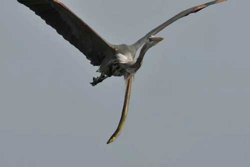 Lươn đục thủng cổ diệc để thoát ra ngoài, rắn moi ruột cóc để ăn và những điều khó tin trong thế giới động vật