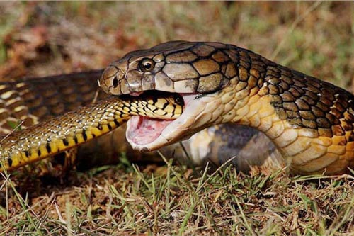 Bí ẩn 'vương quốc rắn' - nơi những con rắn hổ mang chúa 30kg sinh sống