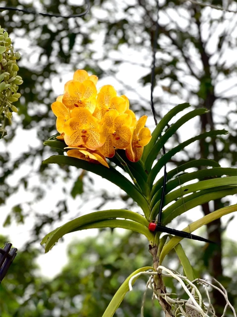 Á hậu Trịnh Kim Chi trồng hoa trong biệt thự 200m2
