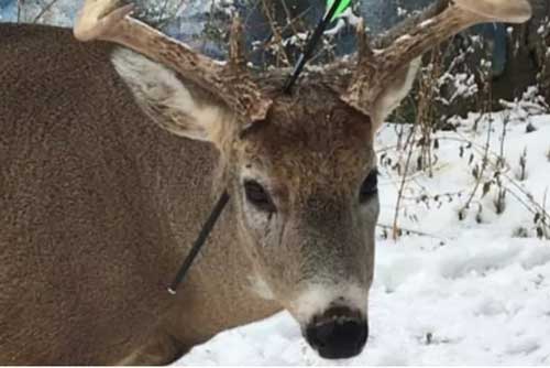 Kỳ diệu chú nai sống với mũi tên xuyên qua đầu