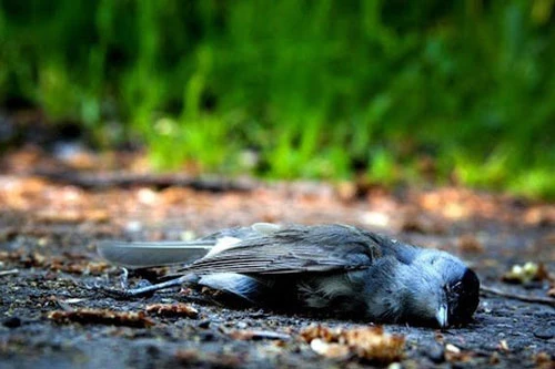 Chuyện chim kéo đến “tự sát” vẫn là bí ẩn ở làng này. (Nguồn: Hindustimes)