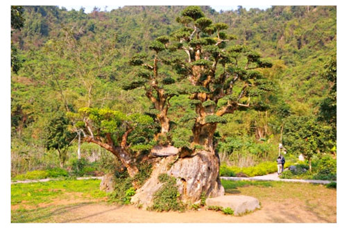 Những cổ thụ ngàn năm tuổi, tiền tấn không thể mua