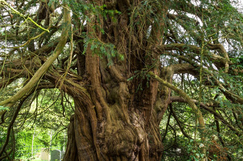 Kỳ lạ cây đại thụ cao gần 17 m 'chuyển giới' sau 3.000 năm