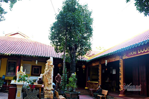 Cây bạch mai trăm tuổi 'từ linh khí sinh ra', quý hiếm bậc nhất Sài Gòn