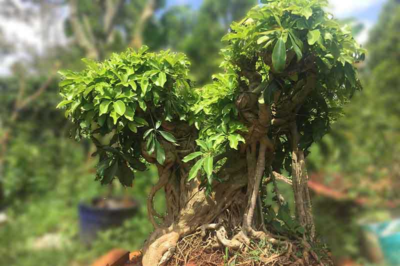 Lén trồng cây này trước hoặc sau cửa nhà, gia chủ dễ giàu sang bất ngờ, đếm tiền mỏi tay