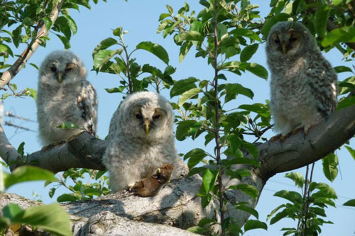 Xem cách diệt chuột siêu độc đáo của người Nhật