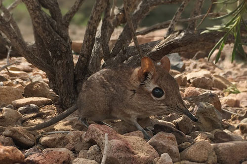 Phát hiện loài chuột chù voi tí hon sau 50 năm biến mất