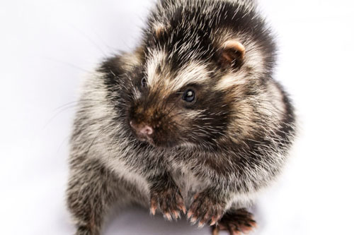 Loài chuột mang chất độc có thể hạ gục cả voi