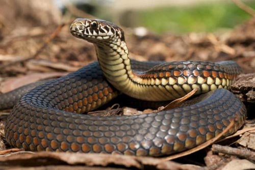 Giải mã vì sao trước đây loài rắn có chân nhưng giờ lại không có