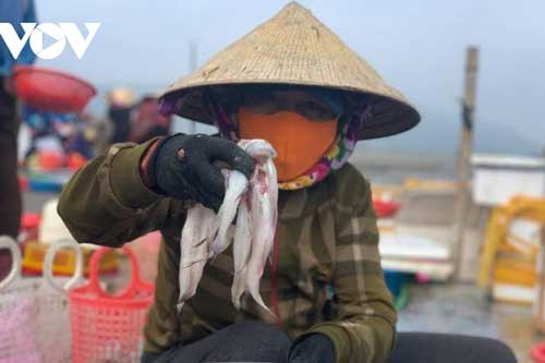 Rộn ràng ra khơi săn loại cá đặc sản, ngư dân Hà Tĩnh thu tiền triệu mỗi ngày