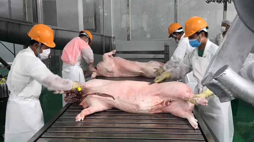 Giá thịt lợn dự báo sẽ tăng trong thời gian tới. 