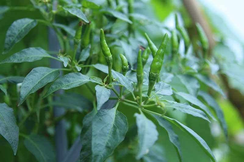 Lấy 1 nắm lá ớt và làm theo cách này, bạn có ngay 'thần dược' chữa đột quỵ, tai biến