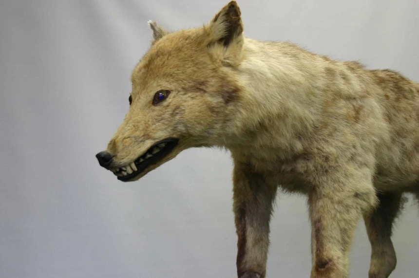 Xác một con chó sói Nhật Bản được lưu giữ tại Khoa Nông nghiệp Đại học Tokyo, loài này khá nhỏ so với chó sói phương Tây, với con trưởng thành chỉ cao hơn 50 cm. Ảnh: University of Tokyo.