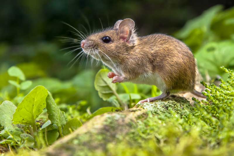 Sau Rằm tháng 11 Âm lịch, những con giáp này được 'Thần tài độ', dễ giàu sang bất ngờ, tiền bạc chật két