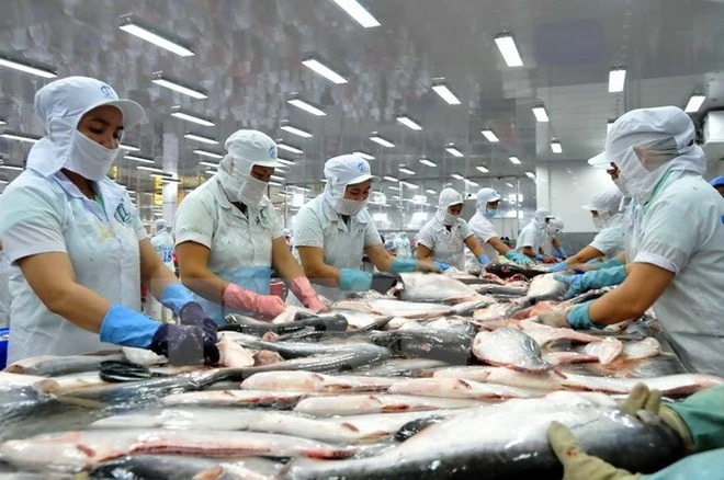 Xuất khẩu cá tra sang thị trường Trung Quốc giảm gần 30% trong tháng 11. 