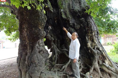 "Đại lão mộc" nghìn năm tuổi độc nhất vô nhị ở Thủ đô