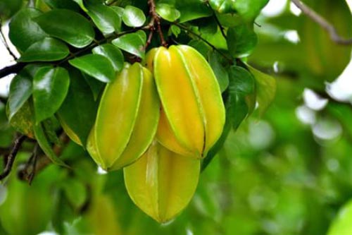 Những người tuyệt đối không nên ăn quả khế