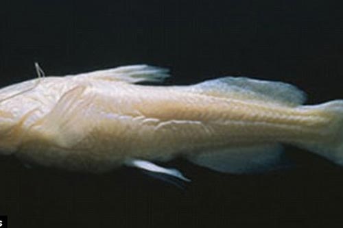 Khoa học đau đầu với loài 'cá quỷ' không mắt, thân hình trong suốt