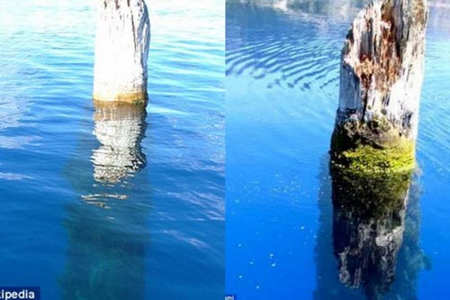 Bí ẩn thân cây dựng đứng hàng trăm năm giữa hồ sâu thứ 9 thế giới