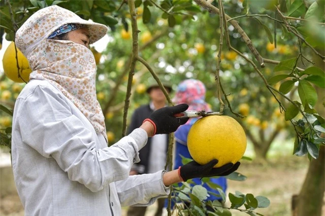 Anh nông dân thu 5 tỷ đồng mỗi năm nhờ 3.000 gốc bưởi Diễn - 4