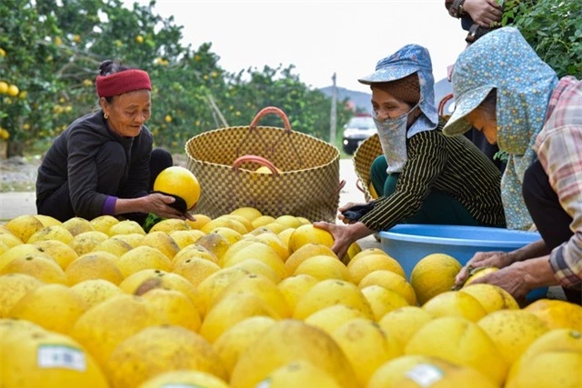 Anh nông dân thu 5 tỷ đồng mỗi năm nhờ 3.000 gốc bưởi Diễn - 5