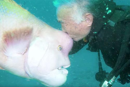 Bí ẩn câu chuyện 'người và cá' thân thiết với nhau hơn 25 năm ở Nhật Bản