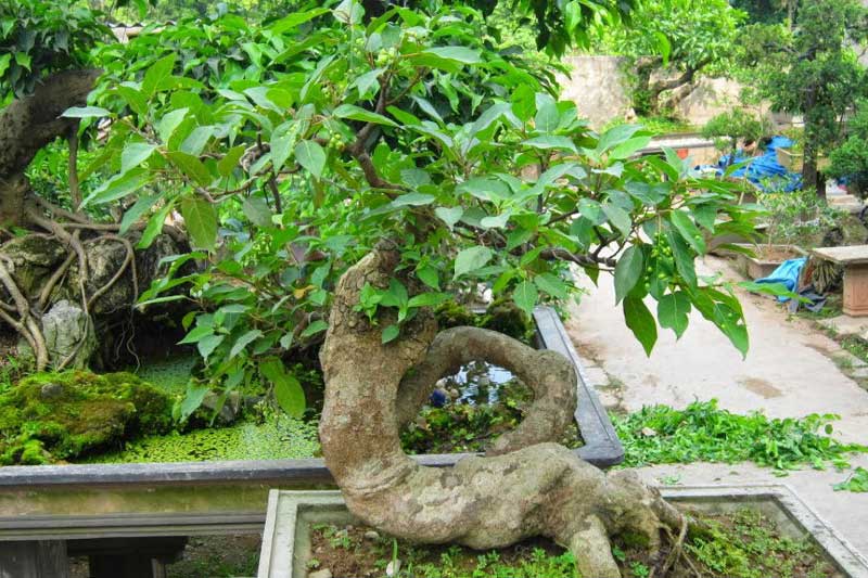 Trồng cây sung ở vị trí này, 'Thần tài gật đầu tán thưởng', gia chủ dễ giàu 'nứt đố đổ vách', may mắn đủ đường