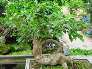 Trồng cây sung ở vị trí này, 'Thần tài gật đầu tán thưởng', gia chủ dễ giàu 'nứt đố đổ vách', may mắn đủ đường