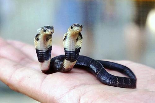 Bí ẩn rắn hổ mang 2 đầu 'bất tử' ở Trung Quốc