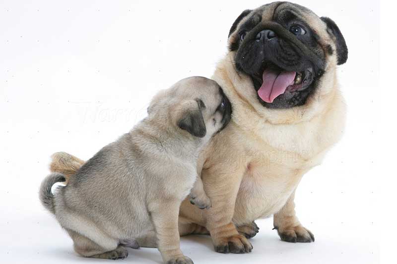 Ngay Tết Dương lịch 2021, 4 con giáp này dễ gặp vận đỏ như son, bùng nổ tài lộc