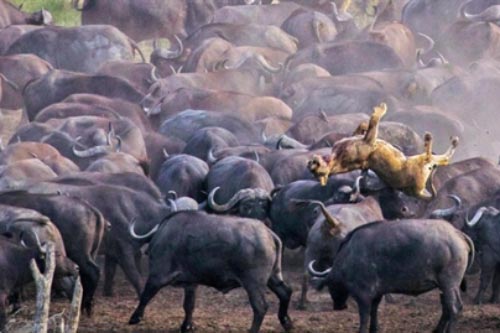 Lạc giữa đàn trâu rừng, sư tử cái chết thê thảm