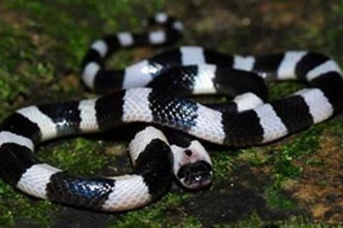 Bí mật kinh hoàng về 'sát thủ máu lạnh' đến bây giờ khoa học mới tiết lộ