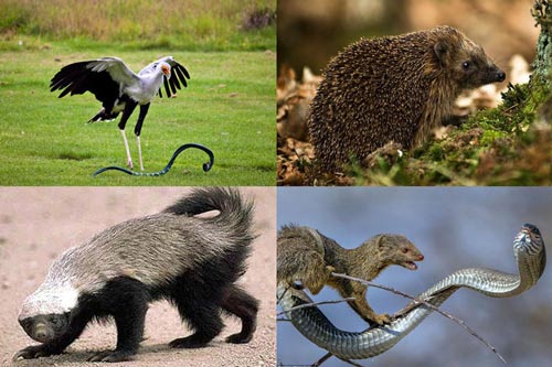 Cái tên có thể 'nhai ngọt' loài 'sát thủ máu lạnh' đáng sợ nhất tự nhiên là gì?