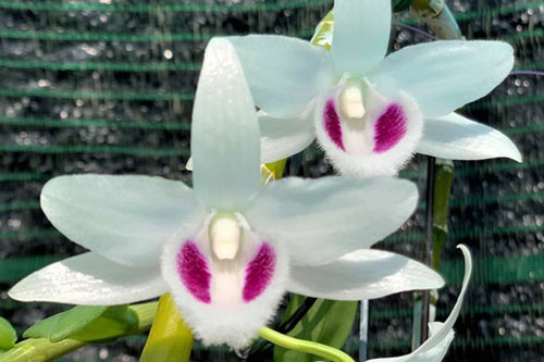 Hòa Bình: Lên mạng lừa bán lan đột biến chiếm đoạt 500 triệu đồng